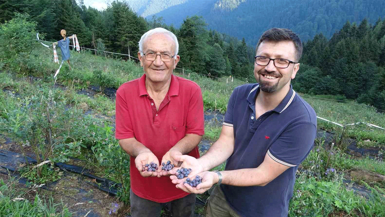 Ormanların ortasında, bin 500 rakımda yaban mersini yetiştiriciliğine başladı
